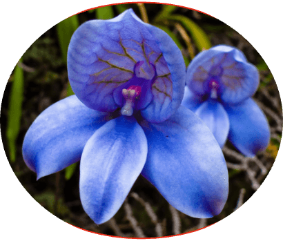 Peace Lily of Africa — blue and purple flowering plant