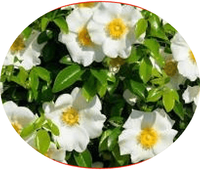 Cherokee Rose — white flowers with yellow centers and dark green leaves