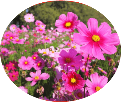 Cosmos — field of pink and magenta flowers