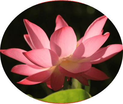 Lotus — large pink bloom with layered petals