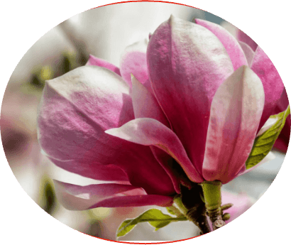 Magnolia — pink and white bloom on a branch with leaves