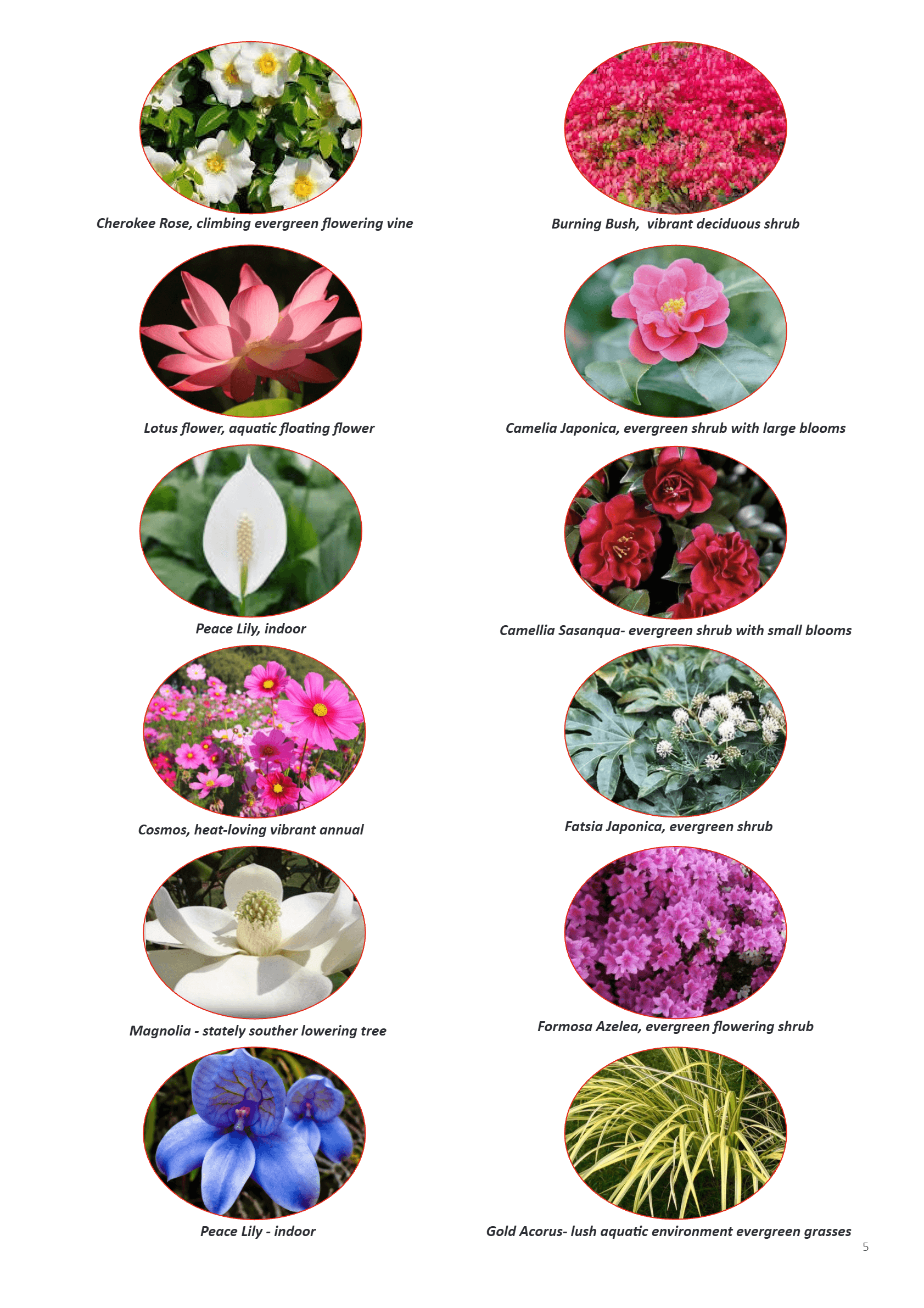 Peace Flowers and supporting flora for Jackson Place Peace Garden: Cherokee Rose, Burning Bush, Lotus, Camellia Japonica, Peace Lily, Camellia Sasanqua, Cosmos, Fatsia Japonica, Magnolia, Formosa Azalea, Peace Lily, Gold Acorus
