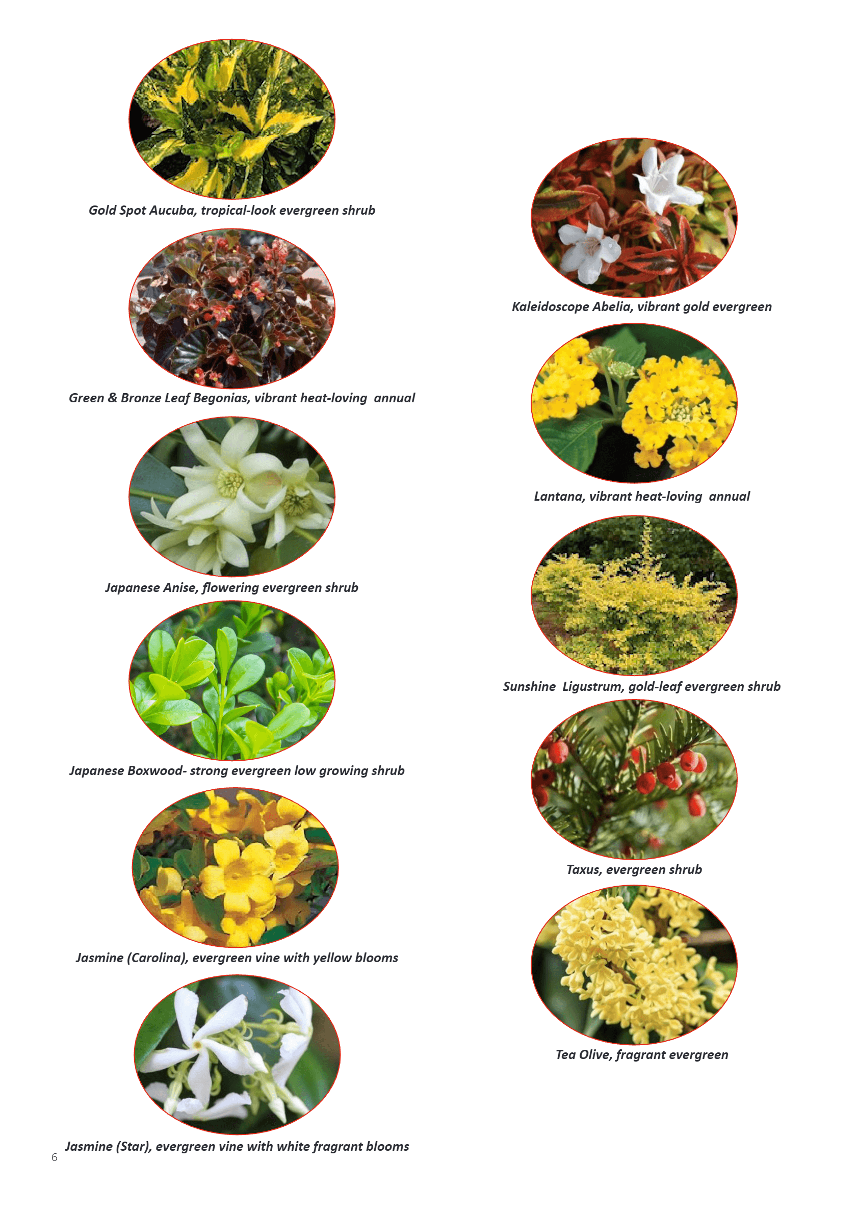 Additional supporting flora: Gold Spot Aucuba, Kaleidoscope Abelia, Green and Bronze Leaf Begonias, Lantana, Japanese Anise, Sunshine Ligustrum, Japanese Boxwood, Taxus, Jasmine Carolina, Tea Olive, Jasmine Star