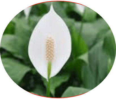 Peace Lily — white spathe with cream spadix and broad dark green leaves